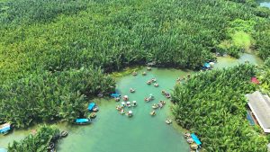 The beauty of coconut forest