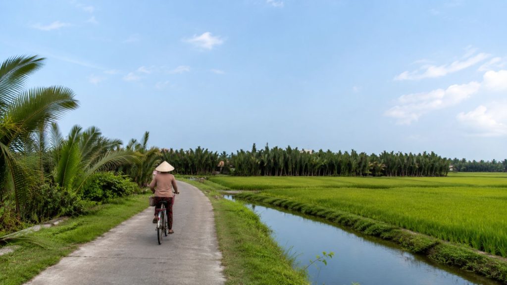 A local cyclist rides along a peaceful village road beside green rice fields and coconut palms in Cam Thanh, Hoi An.