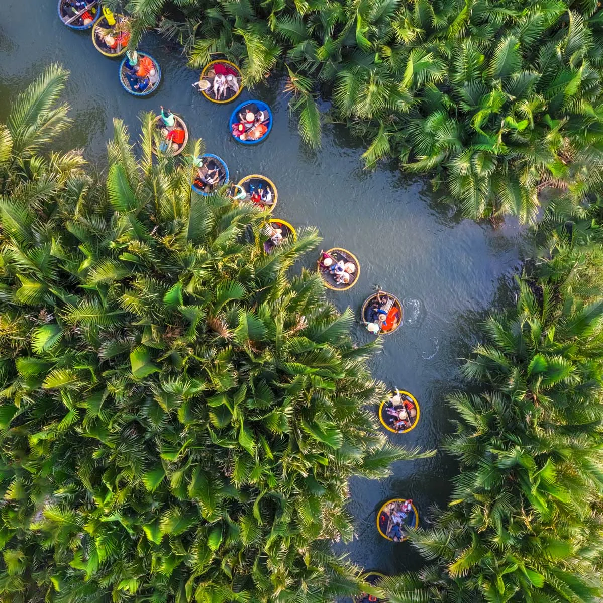 Aerial view of Bay Mau coconut palm forest with basket boats gliding through winding nipa palm waterways in Cam Thanh Hoi An