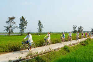 Cyclists riding through lush green rice paddy fields and coconut palm countryside on the Hoi An to Cam Thanh cycling route