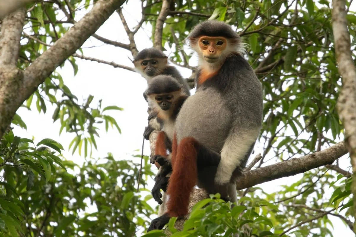 Rare red-shanked douc langur monkey in the protected forest of Son Tra Peninsula Nature Reserve near Da Nang Vietnam